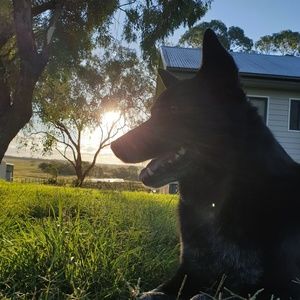 Meet your Posher, Bella